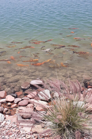 Tranquil Waters: A School of Colorful Fish 🐟🌊