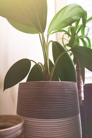 Lush Greenery in a Cozy Corner 🌿✨