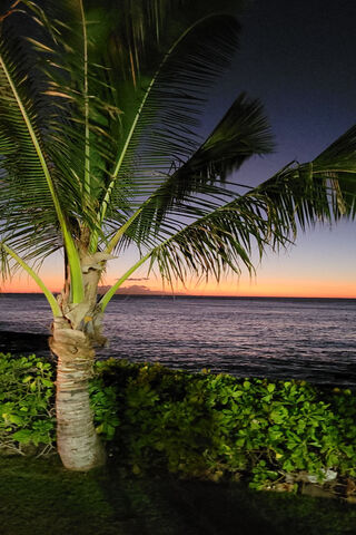 Palm Tree Sunset