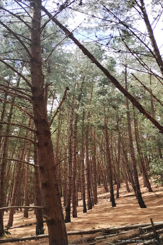Serene Pine Forest 🌲✨