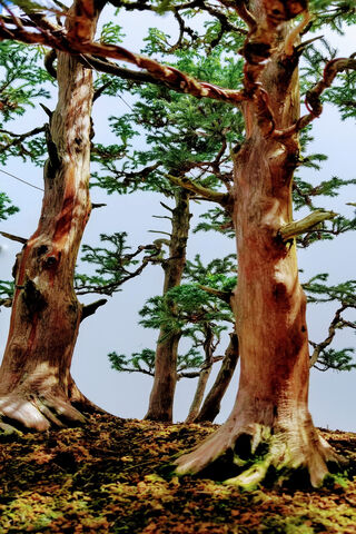 Enchanted Forest of Bon..