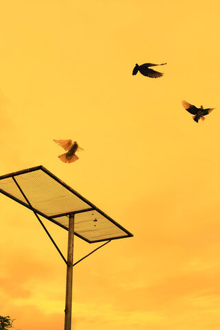 Sunset Flight 🌅🕊️