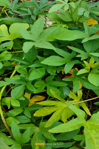 Plant- Nature-Leaves**