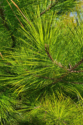 Pine Needles