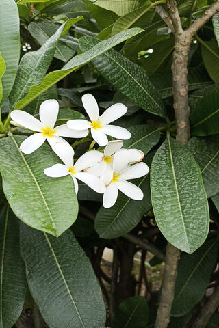 Plumeria Alba Flower