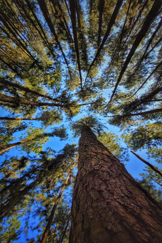 Reaching for the Sky 🌲✨