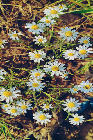 Blooming Beauty 🌼