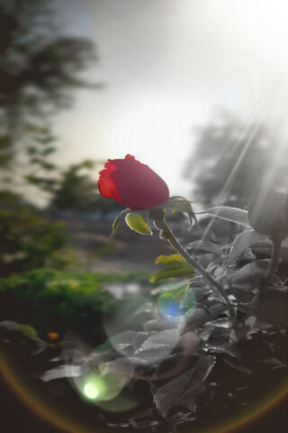 A Rose in Bloom 🌹✨