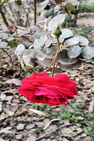 Rose Ramesh: A Blooming..