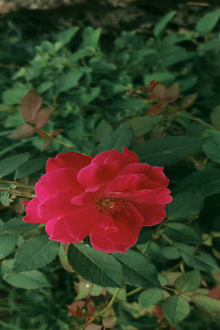 Vibrant Pink Rose