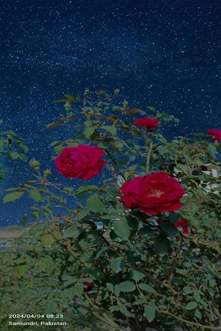 Rose With Stary