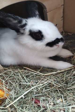 Adorable Bunny Relaxing in Its Cozy Home 🐰🏡