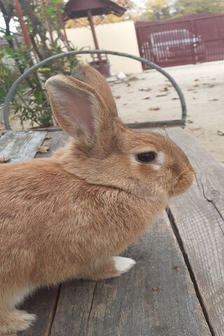 Rabbit Leonardo 2