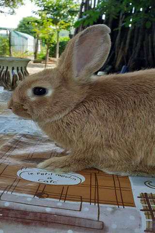 Adorable Bunny at the C..