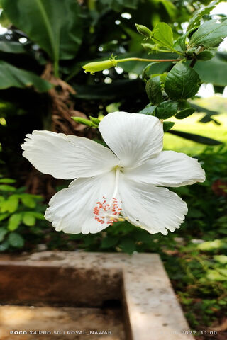 Elegant White Hibiscus 🌺