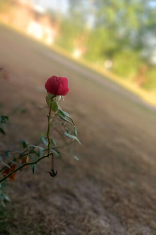 A Budding Beauty 🌹
