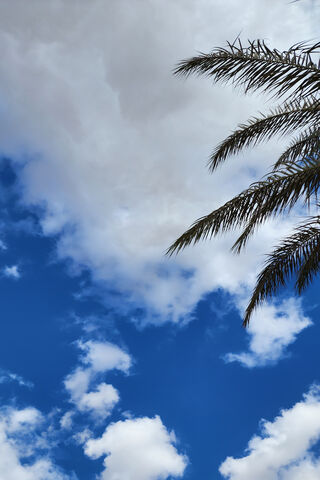 Tropical Sky Bliss 🌴☁️