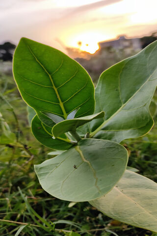 Small Plant
