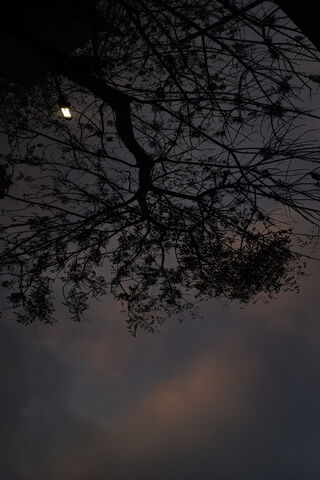 Twilight Silhouette 🌳🌌