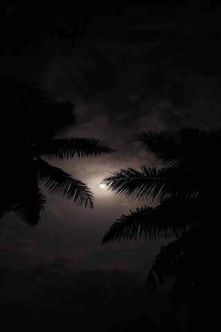 Shady Moon
