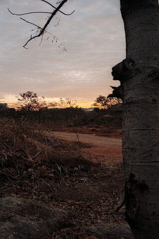 Sunrise In Woods