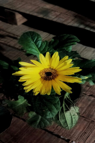 Bright Yellow Bloom 🌼