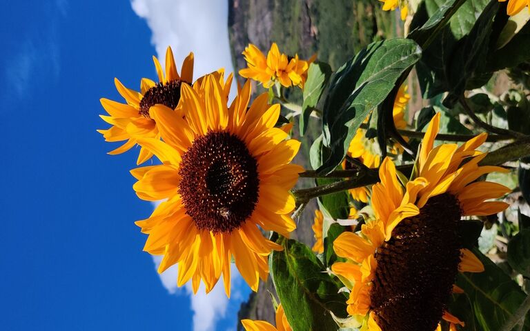 Sunny Sunflowers 🌻☀️