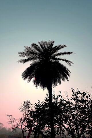 Serene Sunset Silhouette 🌅🌴