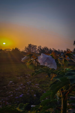 Sun Kissed Flowers