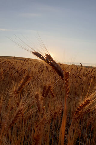 Golden Fields at Sunset..