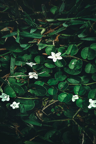 Tranquil Greenery 🌿✨