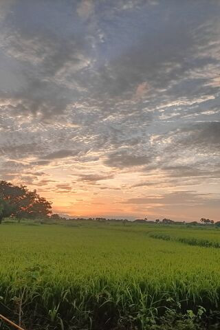 Serene Sunset Over Rice..
