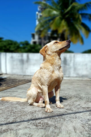 Sunbathing Labrador