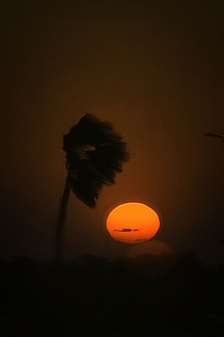 Sunset Over Palm Tree