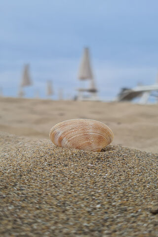 Serene Beach Shell 🐚🌊