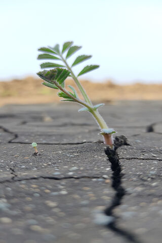 Resilience in the Cracks: A Small Plant's Journey 🌱