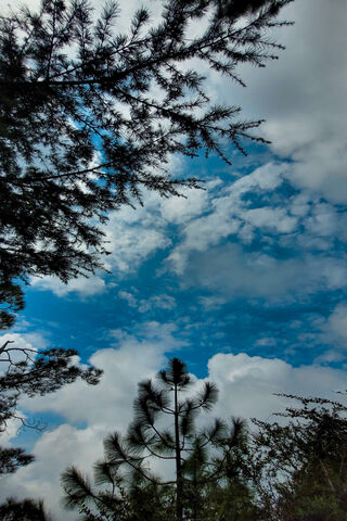 Tranquil Sky 🌤️🌲