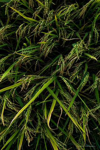 Emerald Fields: The Bea..