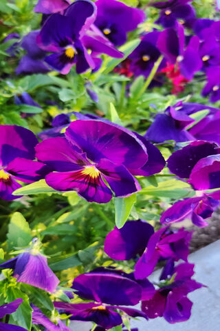 Temple Flowers