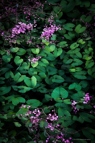 Nature's Embrace 🌿💖