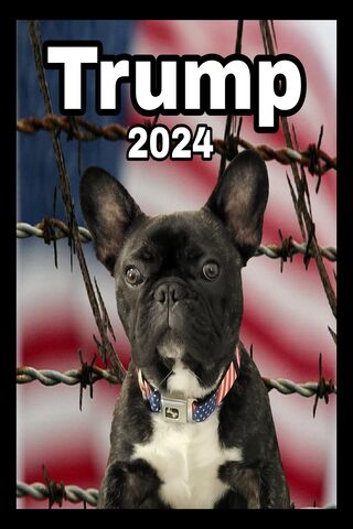 Paw-sitive Politics: Frenchie for Trump 2024! 🐶🇺🇸