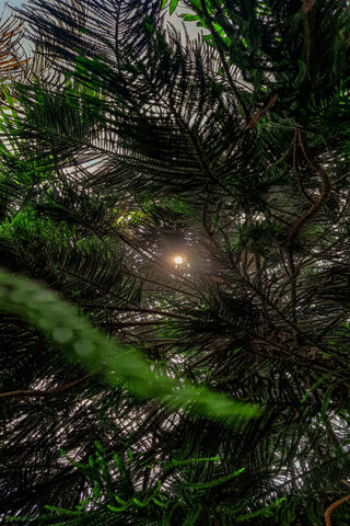 Sunlight Through the Trees 🌞🌲
