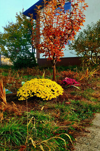 Autumn Blooms 🌼🍂