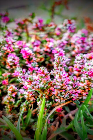 Blooming Beauty 🌸