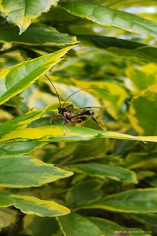 Nature's Tiny Worker 🐜🌿