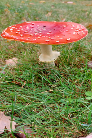 Enchanting Red Mushroom..