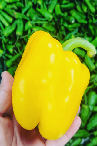 Vibrant Yellow Bell Pepper 🌶️✨