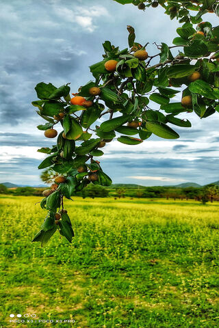Nature's Bounty 🌿🍑