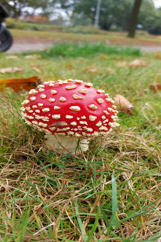 Enchanting Red Mushroom..