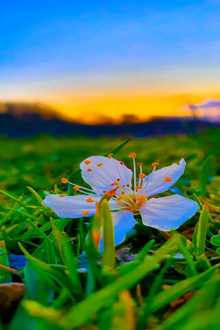 Blossoming Serenity: A White Flower at Dusk 🌼🌅